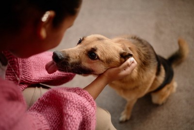 女性を見つめる犬