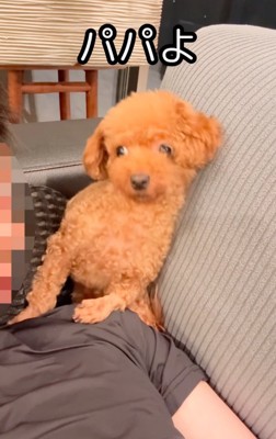 あからさまにドン引きする犬