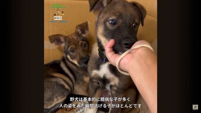 詩音くんと花音ちゃんが幸せを掴むまで2