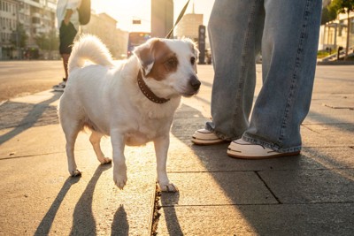 早朝、夕方の散歩をする犬