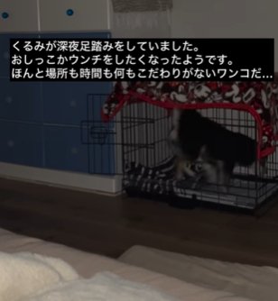 暗い部屋でケージに入っていく柴犬