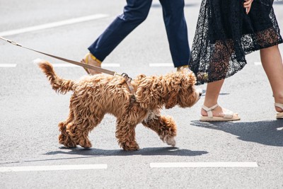 アスファルトの上を歩く犬