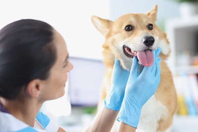 動物病院で歯のチェックを受けるコーギー