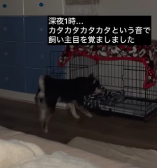 暗い部屋でケージの前をうろつく柴犬