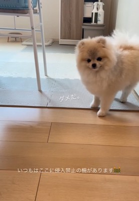 振り返る犬