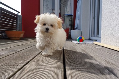 ついてくる白い犬
