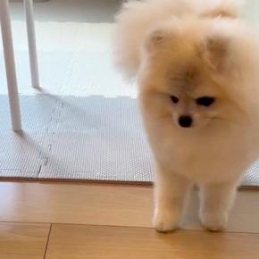 掃除のため『犬用のキッチン侵入防止柵』を取り除いたら…たまらなく愛おしい『まさかの行動』が6万再生「考えるの可愛い」「表情最高」と絶賛