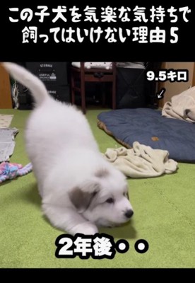 簡単に飼ってはいけない！？