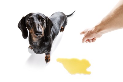 粗相して叱られる犬