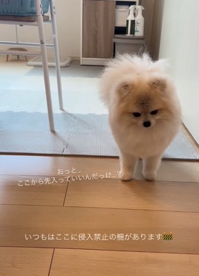 キョロキョロする犬