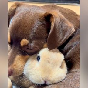 物音に驚いたウサギ→怖いことがあると必ず犬のそばに…種族を超えた『あまりにも尊い光景』が121万再生「実写版ディズニー」「信頼してる」