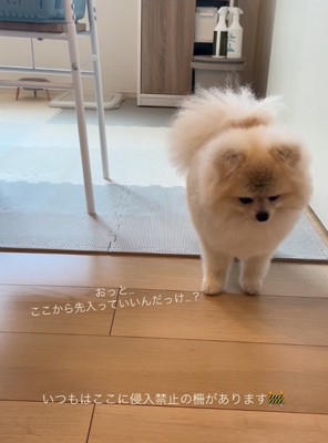 再び床を見つめる犬