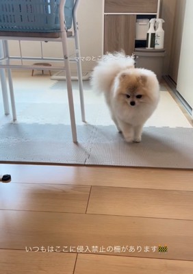 キッチンに近づく犬