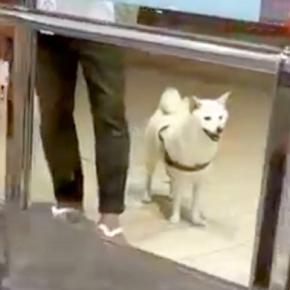 空港で12日ぶりに愛犬と再会→スルーされたと思ったら、次の瞬間…気付いた時の『泣けるリアクション』が39万再生「嬉しくて涙が出た」と絶賛