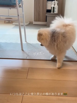 戻ろうとする犬