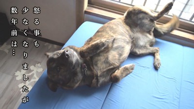 ハルヱちゃんの反省の仕方4