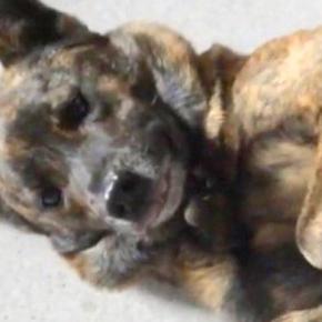 犬が悪さをしたので叱ったら…もはや怒ることのできない『可愛すぎる反省の仕方』に反響「本当に申し訳なさそうｗ」「お利口」「許しちゃう」