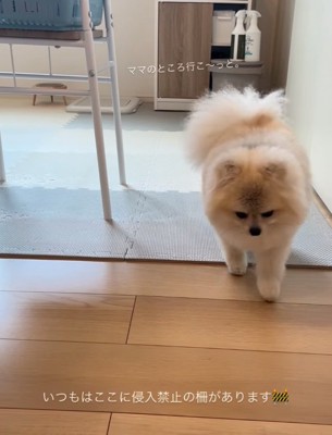 足を止める犬