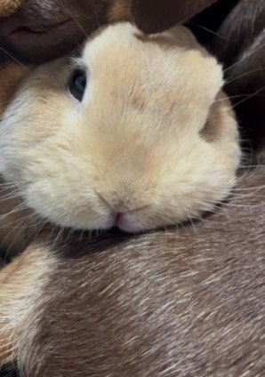チャイムに驚いた小鉄ちゃん