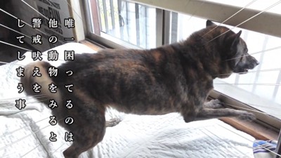 ハルヱちゃんの反省の仕方