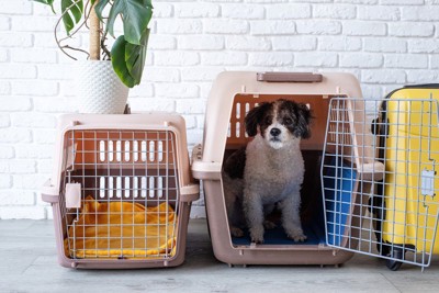 クレートに入る犬