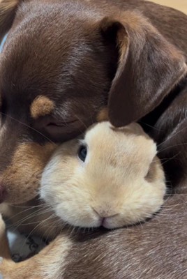ミックス犬のチロルちゃん！！