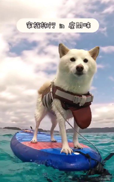 波乗りが特技だよ♪