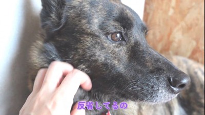 ハルヱちゃんの反省の仕方2