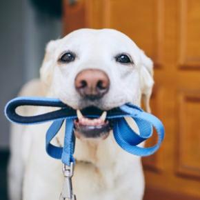 犬が『散歩に行きたい』と伝えている5つのサイン　愛犬からの要求…どう応えるべき？