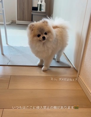 少し首を傾げる犬