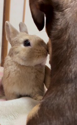 チロルちゃんがあくびしたら…