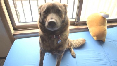 ハルヱちゃんの反省の仕方5