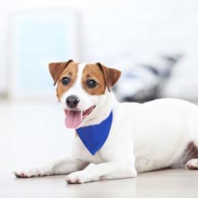 室内犬の寿命を縮める『絶対NG行為』5選　重大な事故や怪我に繋がる可能性も…