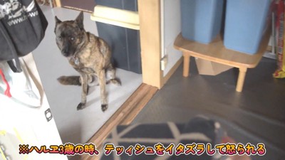 ハルヱちゃんの反省の仕方7