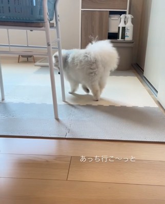 戻っていく犬
