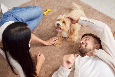 ラグマットの上で遊ぶ犬