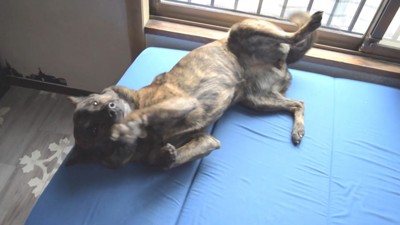 ハルヱちゃんの反省の仕方6