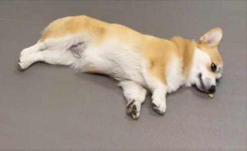 コーギー