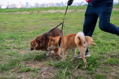 飼い主の足にオシッコをかける犬