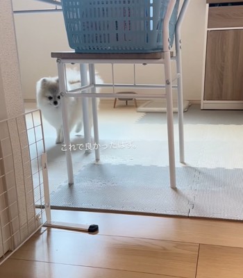 テーブルの下から見つめる犬