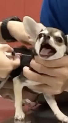 叫んだ