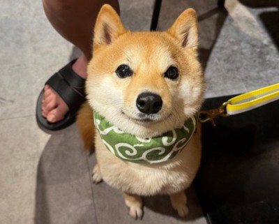 いつもの