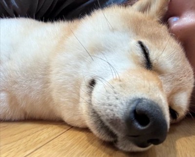 可愛すぎ