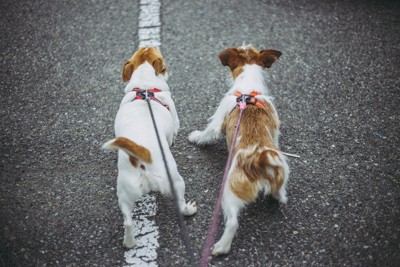 並んで歩く犬
