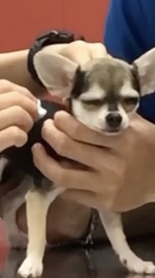 かえりたい