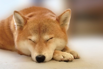 伏せて寝ている柴犬