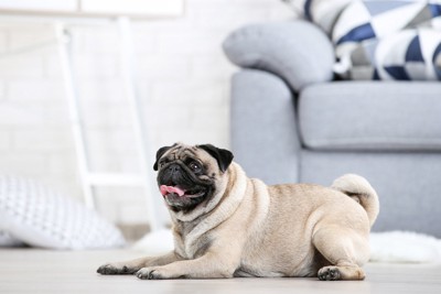 床に伏せている犬