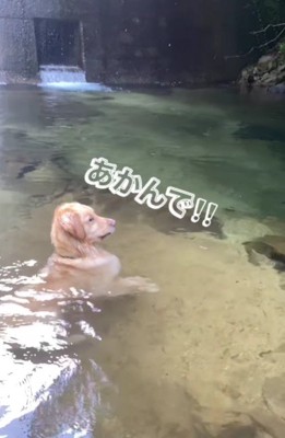 「パパはあかんで！」