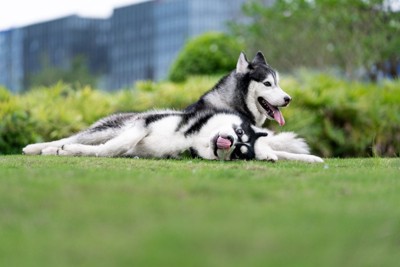 芝生に寝転ぶ2匹のハスキー