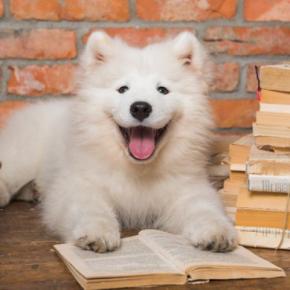 日本で飼いづらいと言われている犬種5選　どうしてもお迎えしたい場合に知っておくべきことまで